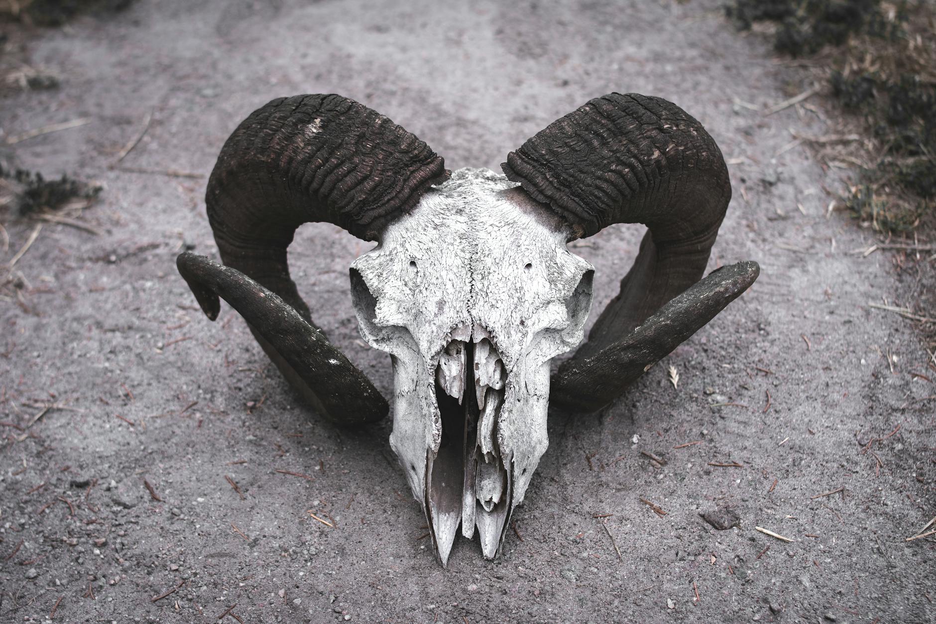 skull of ram
